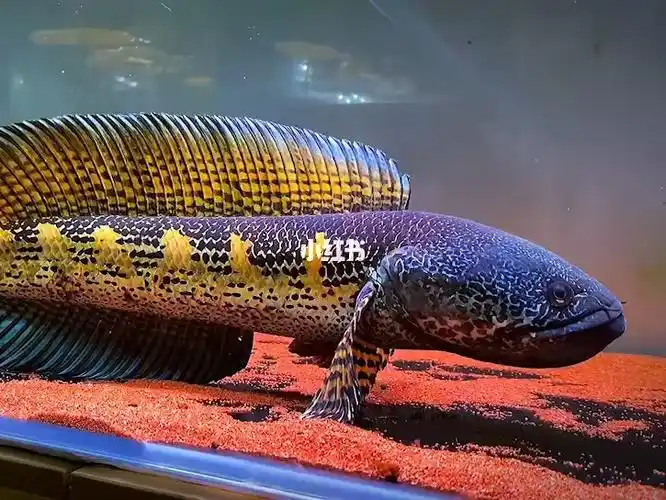 黄金眼镜蛇雷龙鱼