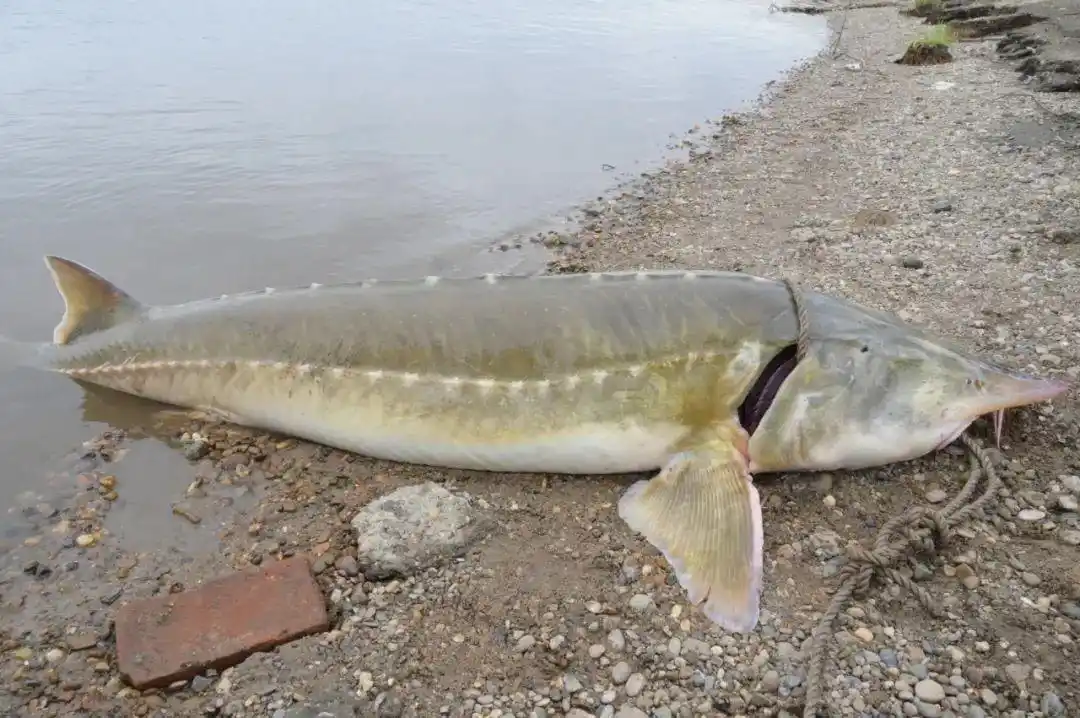 200斤鲟鳇鱼捕后放生——中国环境网