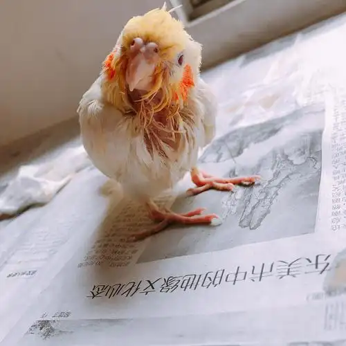 我养了一只腮红鸡.(第十天啦)