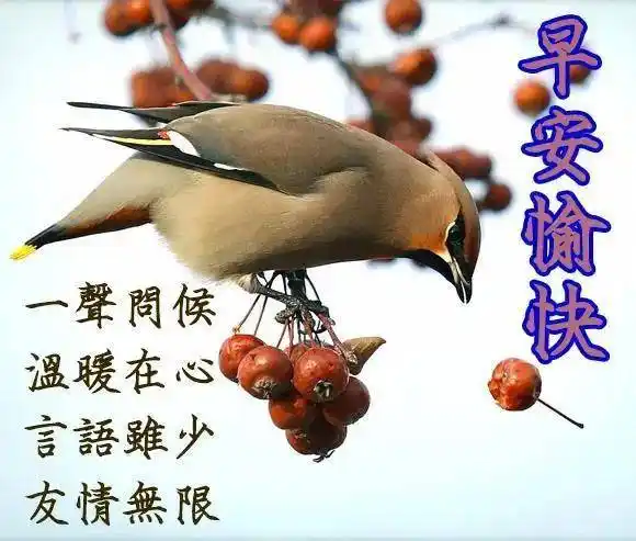 最美冬日早上好问候语图片文字_短信_开心_太阳