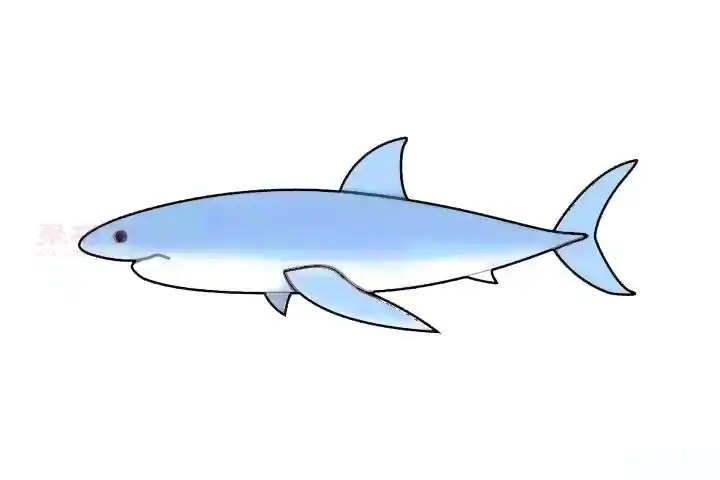 大白鲨简笔画画法小聚教你画大白鲨