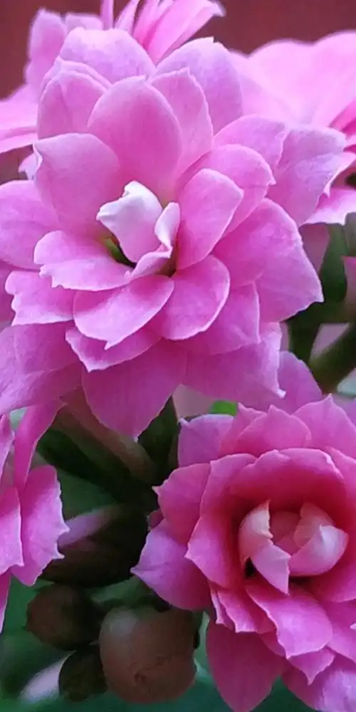 长寿花,别名寿星花.寓意着健康长寿,大吉大利,福寿绵长.