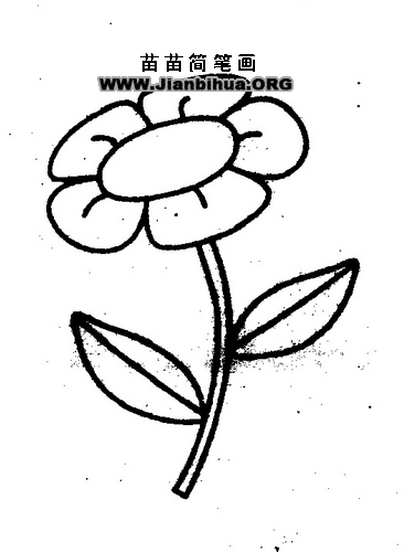 午时花万寿菊烟草花的简笔画