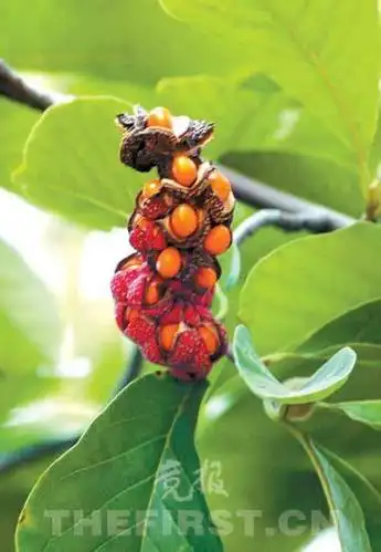 展开全部 广玉兰的果实