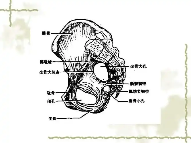 女性生殖系统解剖图ppt