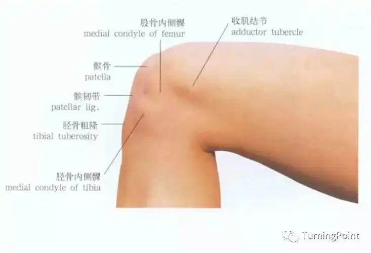 腓骨头:位于胫骨外侧髁的后外方,与胫骨粗隆处于同一水平线上.