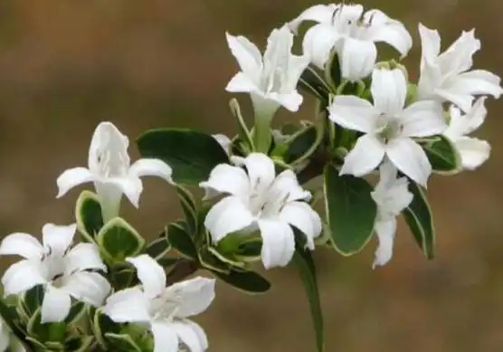 六月雪花语是什么,六月雪花语及传说/花色洁白代表相思