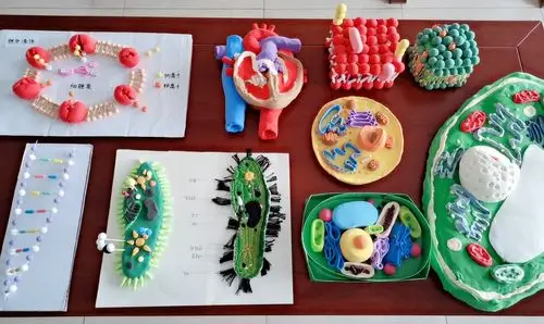 本次比赛使同学们对生物教具制作和展示这一辅助教学手段有了进一步的