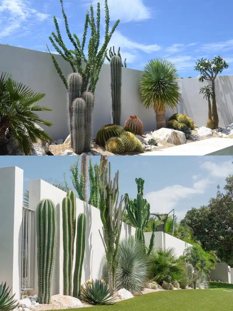 别错过,帮你省钱的沙漠植物造景 低维护低成本的沙生植物造景