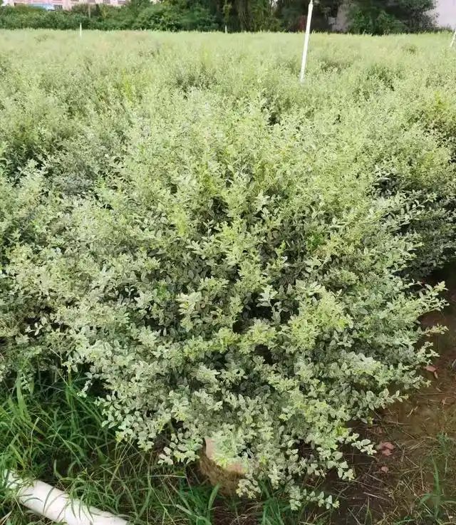 花叶女贞球偏白怎么办?