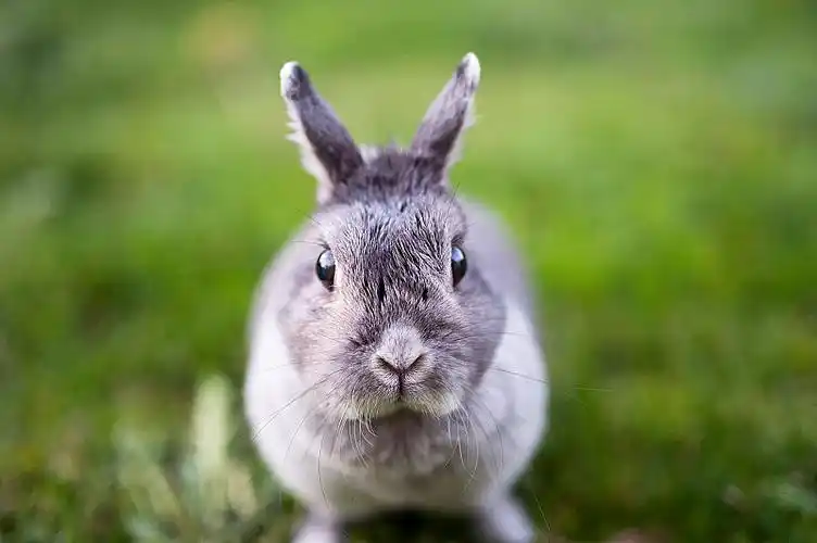 可爱的小兔子坐在草地上