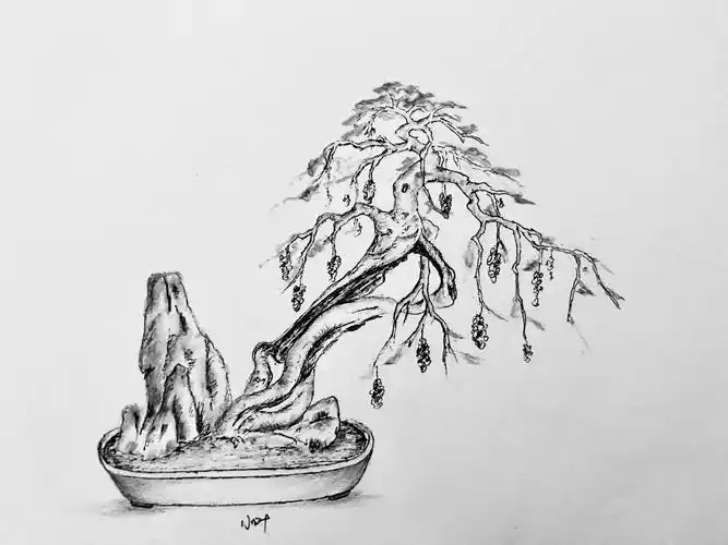 手绘盆景设计图