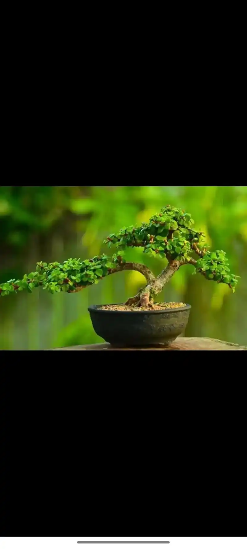 金枝玉叶造型 - 抖音