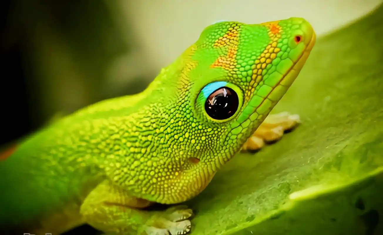 每天认识一种动物——金粉日行守宫 金粉日行守宫别名尾疹残趾虎,原产