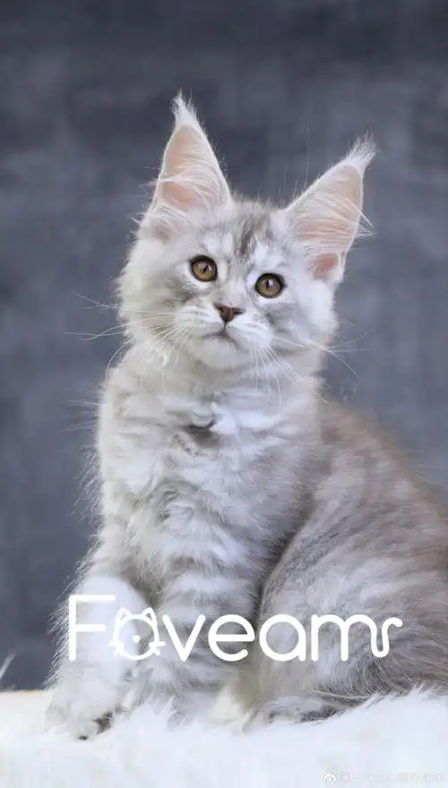 #foveam缅因猫舍##缅因猫##喵星人#