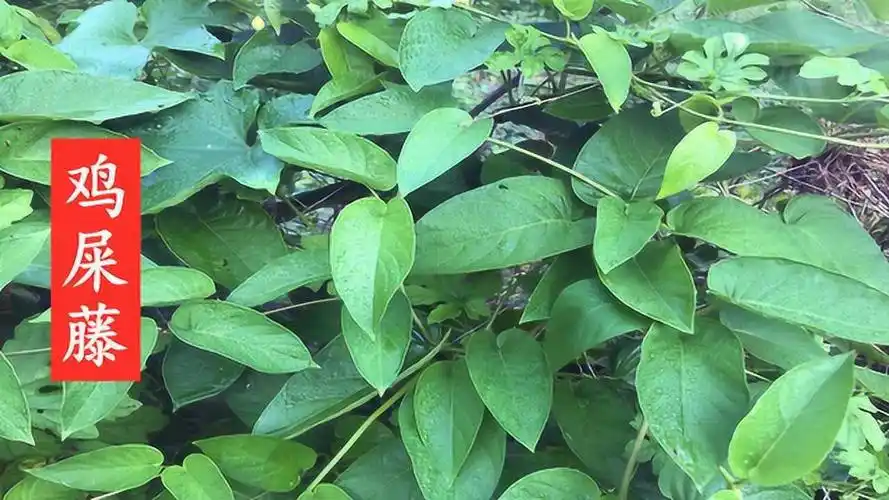 全株散发鸡屎味的鸡屎藤你见过吗?对风湿,消食,止咳有很好的帮助