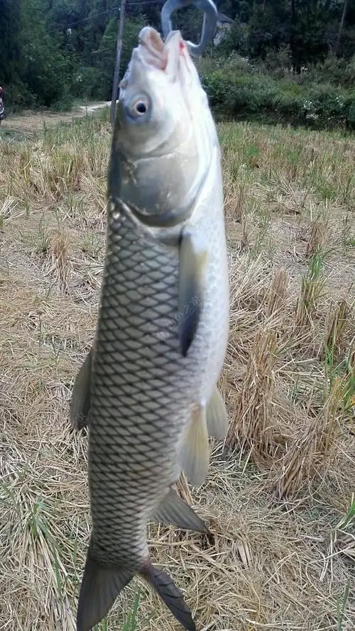 野生大草鱼
