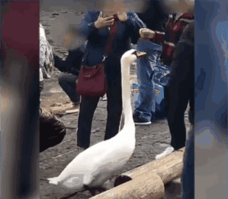 在瑞士掐着大鹅脖子狂抠,只为发朋友圈?