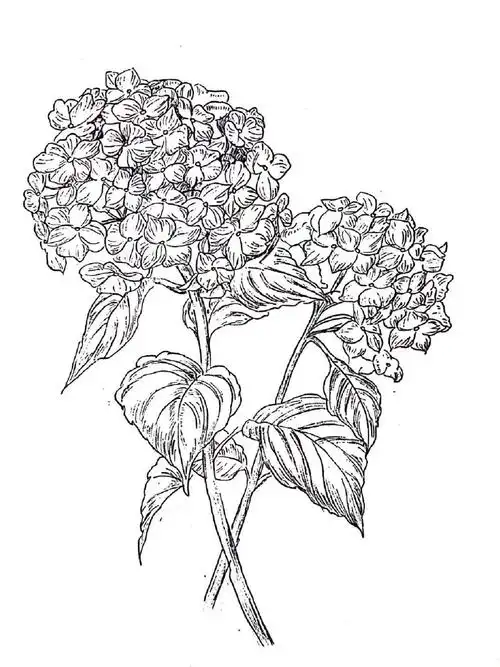 绣球彩铅手绘73