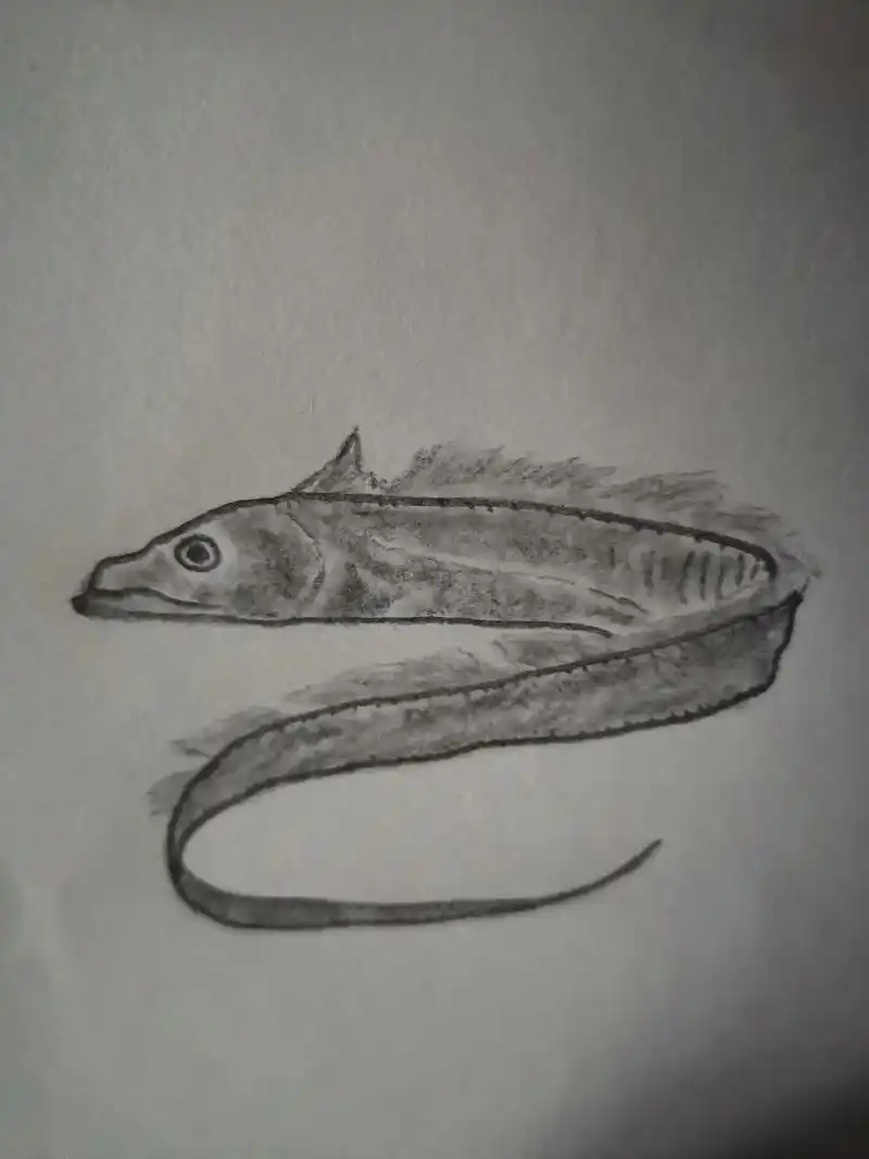 铅笔画素描动物带鱼练习画图文伙伴计划