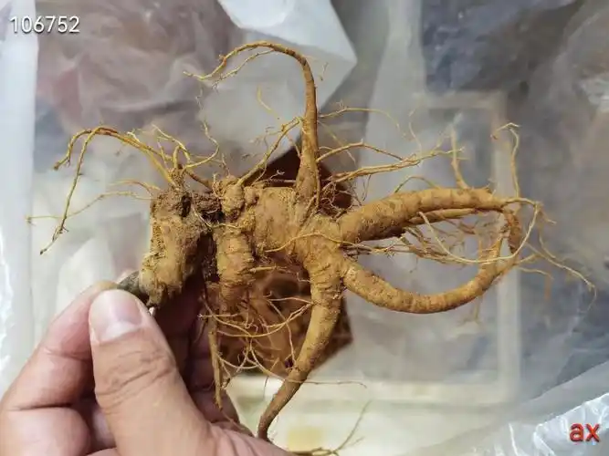 新鲜三七已经上市,个头挺大,价格微高,想泡酒,炖汤的,欢迎来撩!