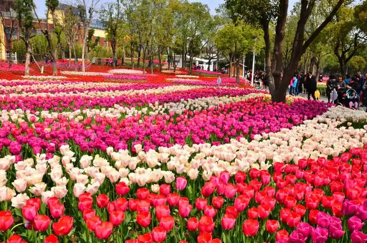 上海大宁灵石公园郁金香花展