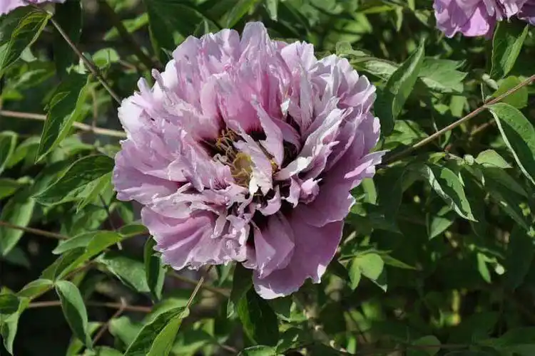 七夕,富贵牡丹,献给天下有情人!