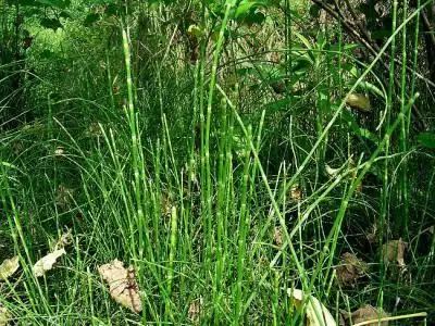 请问药师们这种是什么药草.可以治什么病