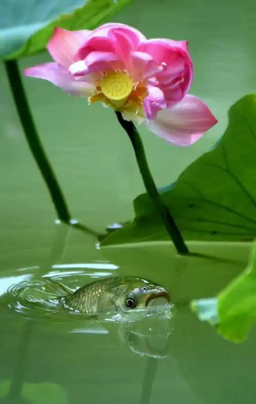 1200_1893竖版 竖屏