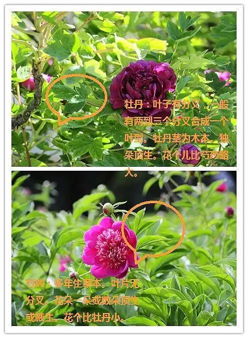 图文简单看,牡丹与芍药的区别