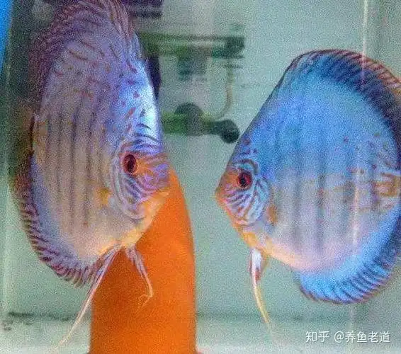 如何不用看雌雄就能快速的找出成对的七彩神仙鱼