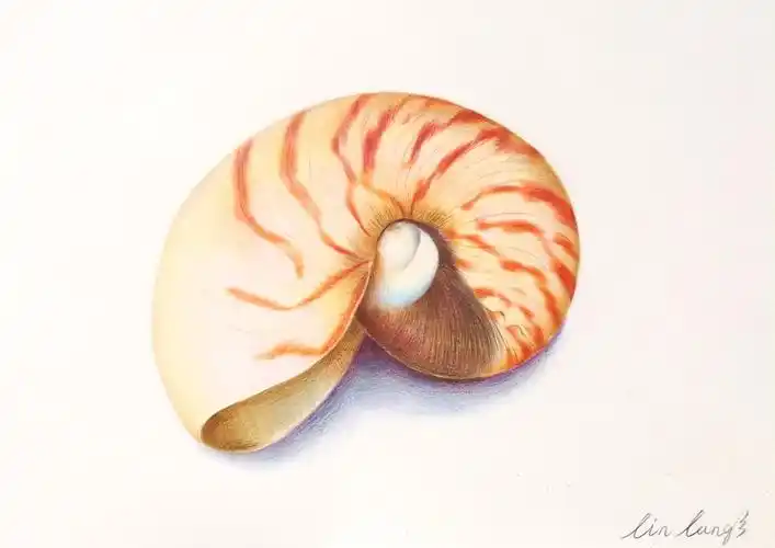 彩铅海螺