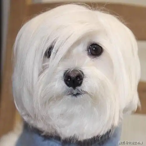 笑不笑由你:超酷的狗狗发型_造型