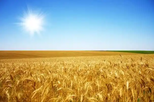 春天,麦子,那一抹新绿,乐了农民.