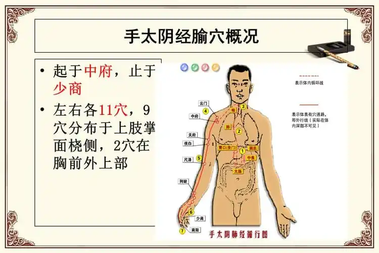 2019年手太阴腧穴修正版ppt课件