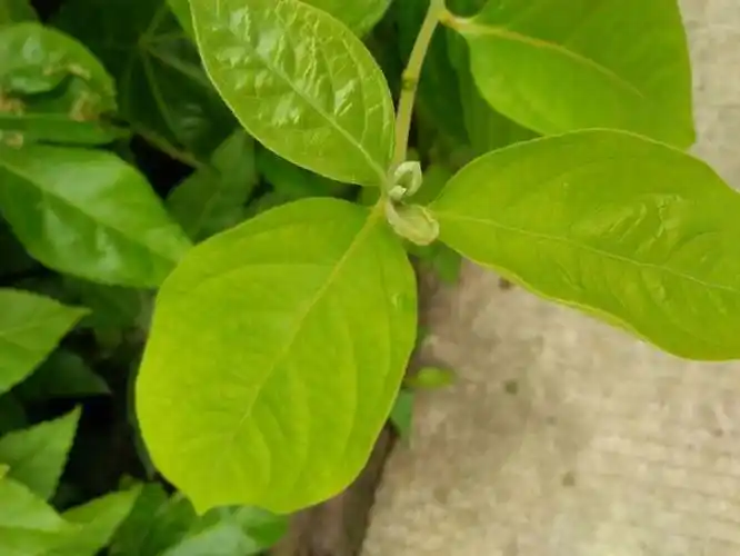 丰富多彩的植物世界——信阳农林学院篇 中药制剂班