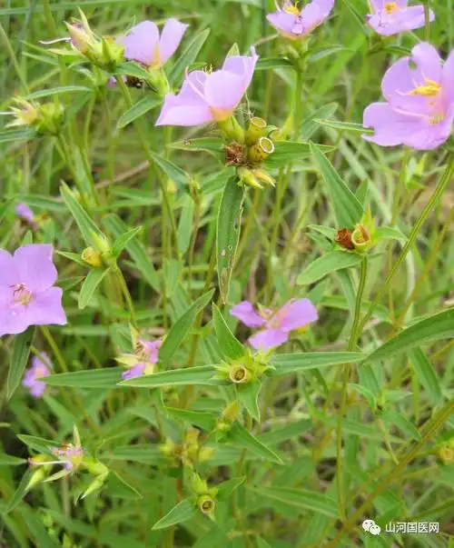 本草纲目:王不留行