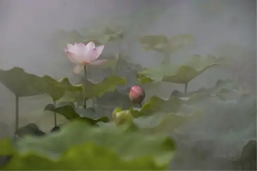 每年夏季来临之际,大千世界荷花-以佛教的禅意展现在众人面前.