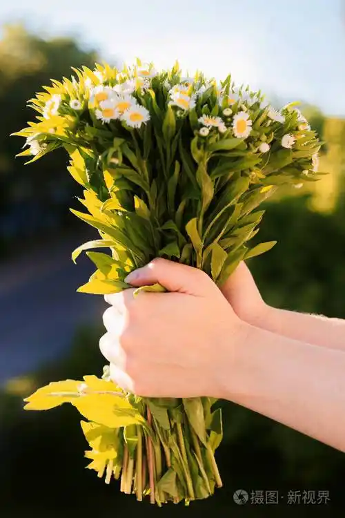 浪漫束场雏菊花在女孩的手
