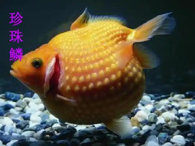 版小学三年级科学上册(教科版)三年级科学上册课件_金鱼_3精品课件ppt