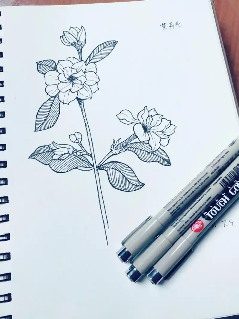 35 今日画——茉莉花 	 控笔|简笔画|临摹|零基础画画|针管笔|黑白画