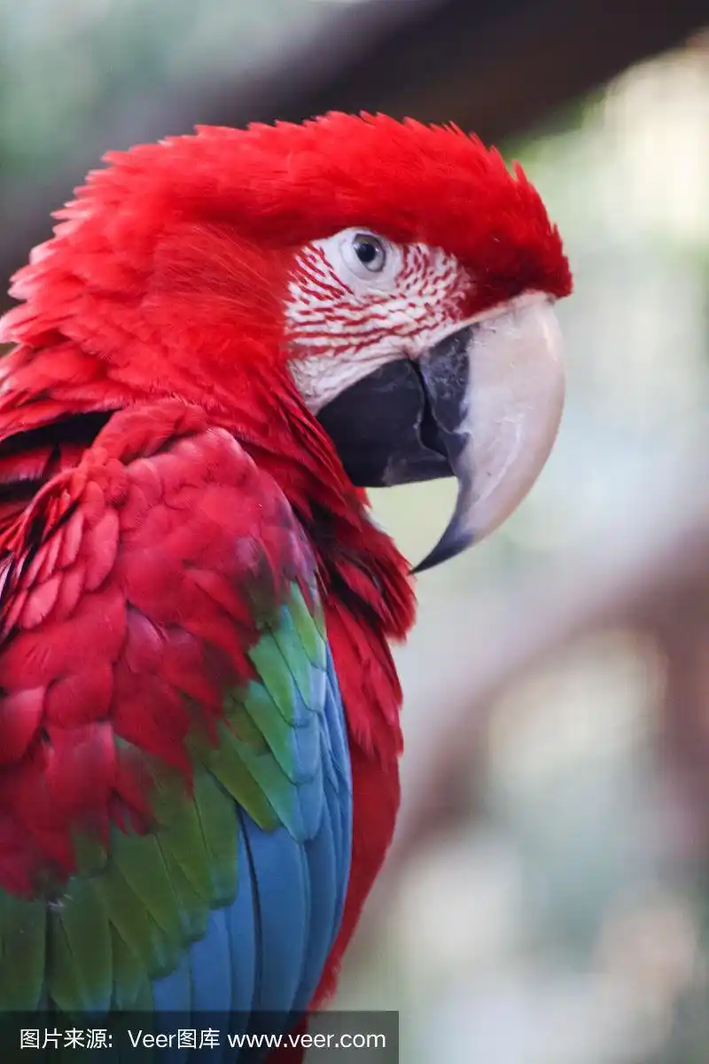 红绿金刚鹦鹉