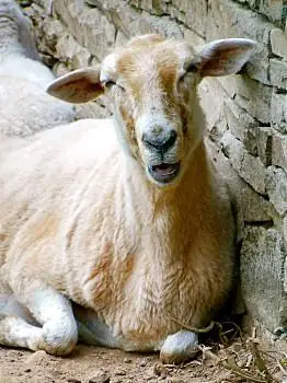 微笑,绵羊,短发,姿势,大,家畜,头像,生长,石头