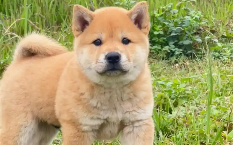 虽然黄狗白面是土狗中的颜值天花板,但数量稀少