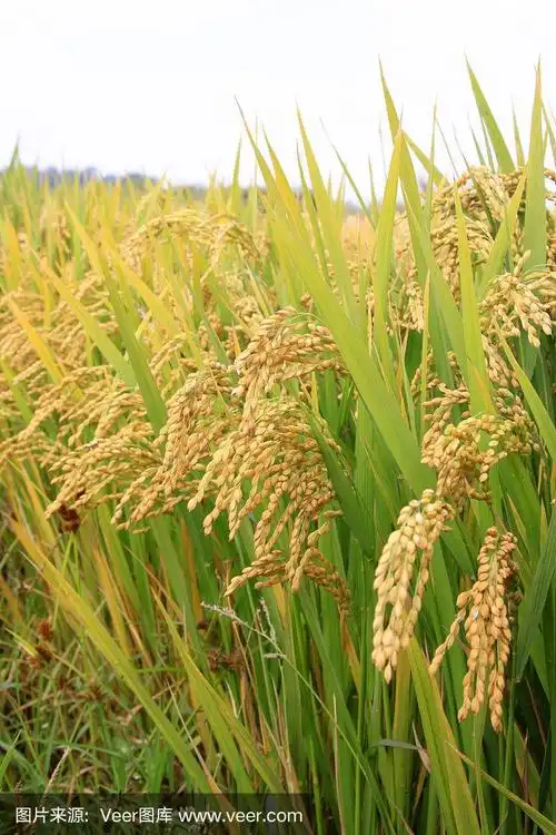 成熟的水稻,特写照片