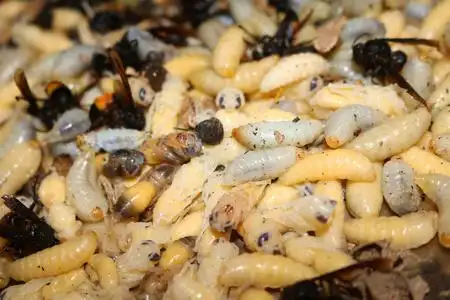 黄蜂的巢幼虫照片