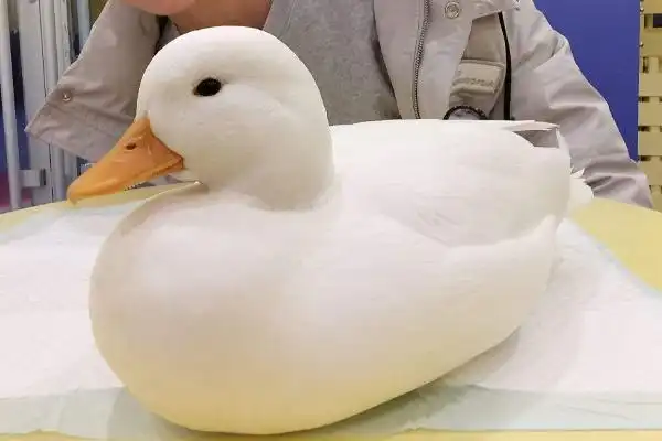 世界上最贵的宠物鸭子一颗蛋高达500元成年鸭15万元