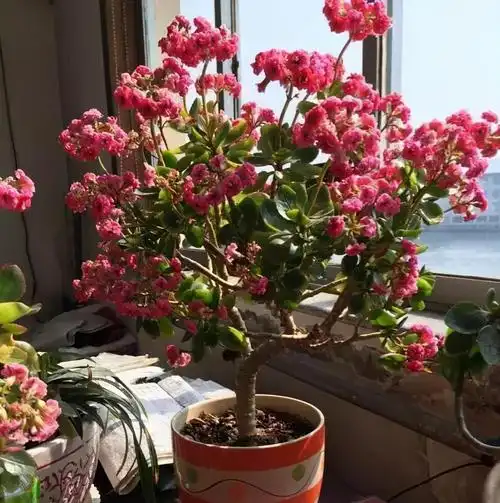 长寿花"老桩"太难看?其实越老越壮观,开成"小花树"