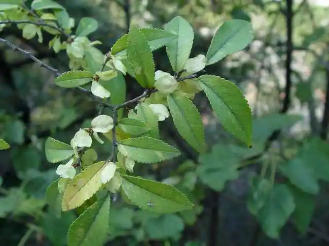 榔榆图片 榔榆野菜图片