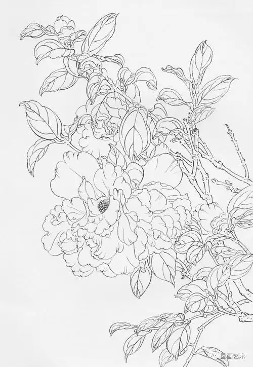 书画联盟丨白描花卉写生的观察|叶子|牡丹|植物_网易订阅